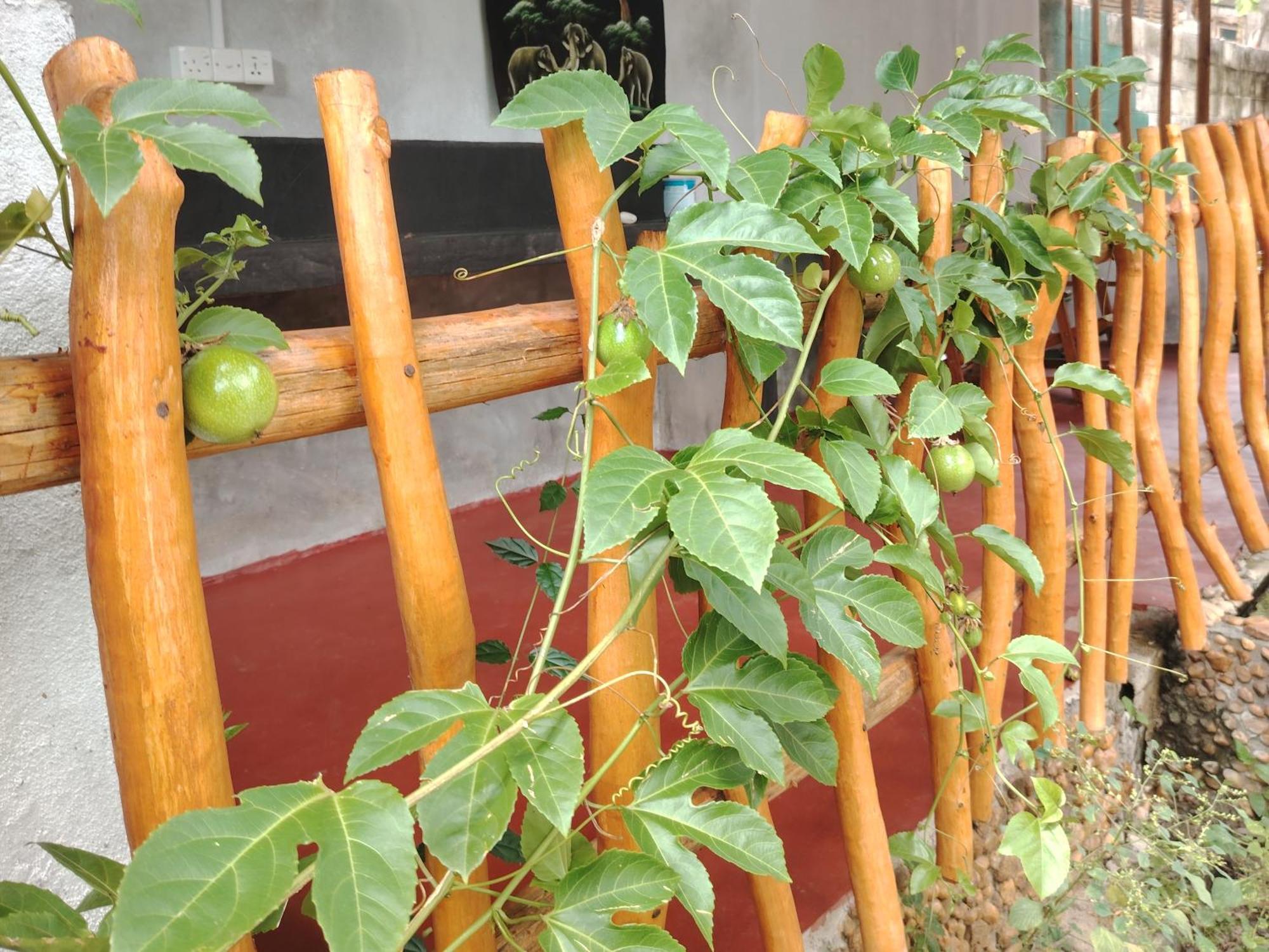 Nature Lovers Safari & Villa Uda Walawe Extérieur photo