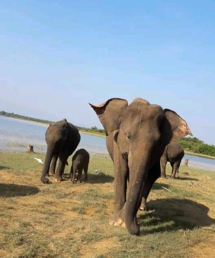 Nature Lovers Safari & Villa Uda Walawe Extérieur photo